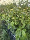 2 YAŞ AŞILI,TÜPLÜ ERKENCİ CLİFTON AVAKADO FİDANI 100-120 CM