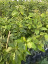 2 YAŞ AŞILI,TÜPLÜ ERKENCİ CLİFTON AVAKADO FİDANI 100-120 CM