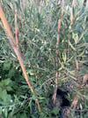 2 YAŞ  ÇOK VERİMLİ TÜPLÜ KORONEİKİ ZEYTİN FİDANI  MEYVE VERME DURUMUNDA 100-120 CM