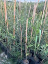 2 YAŞ  ÇOK VERİMLİ TÜPLÜ KORONEİKİ ZEYTİN FİDANI  MEYVE VERME DURUMUNDA 100-120 CM