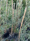 2 YAŞ  ÇOK VERİMLİ TÜPLÜ KORONEİKİ ZEYTİN FİDANI  MEYVE VERME DURUMUNDA 100-120 CM