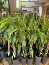 2 YAŞ ,SAKSIDA AŞILI KEİTT MANGO FİDANI BOY 80-100CM