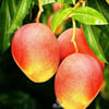 2 YAŞ ,SAKSIDA AŞILI KEİTT MANGO FİDANI BOY 80-100CM