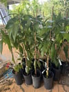 2 YAŞ ,SAKSIDA AŞILI KEİTT MANGO FİDANI BOY 80-100CM