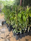2 YAŞ ,SAKSIDA AŞILI KEİTT MANGO FİDANI BOY 80-100CM