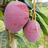 2 YAŞ SAKSIDA AŞILI OSTEEN MANGO FİDANI BOY 100-120 CM