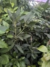 2 YAŞ TÜPLÜ AŞILI HASS BLACK AVAKADO FİDANI BOY 120-150 CM