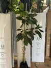 2 YAŞ TÜPLÜ AŞILI HASS BLACK AVAKADO FİDANI BOY 120-150 CM