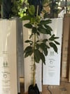 2 YAŞ TÜPLÜ AŞILI HASS BLACK AVAKADO FİDANI BOY 120-150 CM