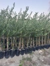 2 YAŞ TÜPLÜ BODUR ÇOK VERİMLİ ARBOSANA ZEYTİN FİDANI(MEYVE VERME DURUMUNDA) BOY 130-150 CM