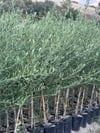 2 YAŞ TÜPLÜ BODUR ÇOK VERİMLİ ARBOSANA ZEYTİN FİDANI(MEYVE VERME DURUMUNDA) BOY 130-150 CM