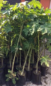 2 YAŞ TÜPLÜ CARACİA PAPAYA MEYVE FİDANI 100-130 CM
