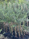 2 YAŞ TÜPLÜ DERİK HALHALİ ZEYTİN FİDANI BOY 130-150 CM(MEYVE VERME DURUMUNDA)