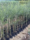 2 YAŞ TÜPLÜ DERİK HALHALİ ZEYTİN FİDANI BOY 130-150 CM(MEYVE VERME DURUMUNDA)