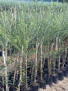 2 YAŞ TÜPLÜ DERİK HALHALİ ZEYTİN FİDANI BOY 130-150 CM(MEYVE VERME DURUMUNDA)