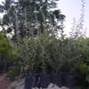 2 YAŞ TÜPLÜ KOKULU İĞDE FİDANI 130-150  CM