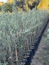 2 YAŞ TÜPLÜ SARI ULAK ZEYTİN FİDANI BOY 130-150 CM