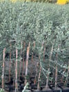 2 YAŞ TÜPLÜ SARI ULAK ZEYTİN FİDANI BOY 130-150 CM