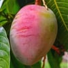 2 YAŞ,SAKSIDA AŞILI SENSATİON  MANGO FİDANI BOY 70-90 CM
