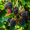 3-4 M BOYUNDA ,TÜPLÜ ERKENCİ BLACKBERRY BÖĞÜRTLEN FİDANI