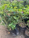 3-4 M BOYUNDA ,TÜPLÜ ERKENCİ BLACKBERRY BÖĞÜRTLEN FİDANI