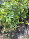 3-4 M BOYUNDA ,TÜPLÜ ERKENCİ BLACKBERRY BÖĞÜRTLEN FİDANI