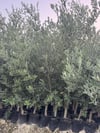 3 ADET ,TÜPLÜ GENİŞ FORUMLU 3 YAŞ GEMLİK ZEYTİN FİDANI BOY 130-150 CM 