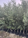 3 ADET ,TÜPLÜ GENİŞ FORUMLU 3 YAŞ GEMLİK ZEYTİN FİDANI BOY 130-150 CM 