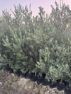 3 ADET ,TÜPLÜ GENİŞ FORUMLU 3 YAŞ GEMLİK ZEYTİN FİDANI BOY 130-150 CM 
