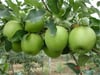 3 YAŞ ;AŞILI, TÜPLÜ GRANY SMİTH YEŞİL ELMA FİDANI BOY 130-150 CM 