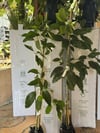 3 YAŞ AŞILI,TÜPLÜ BİRBİRİNİ TOZLAYAN LAMB HASS VE ZUTANO AVAKADO FİDANI(2 ADET) BOY 120-150 CM