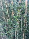 3 yaş bol Meyveli Tüplü Arbequina Bodur İspanyol Zeytin Fidanı 150-180 cm