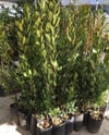 3 Yaş Kocayemiş (dağ Çileği) Fidanı 80-110 cm