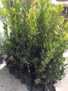 3 Yaş Kocayemiş (dağ Çileği) Fidanı 80-110 cm