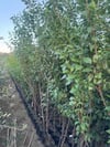 3 YAŞ TÜPLÜ ANEGLİNO(ANJELİKA) JAPON ERİĞİ FİDANI BOY 150CM+