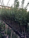 3 Yaş tüplü Aşılı Papaz Erik Fidanı 120-150 cm 