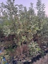 3 YAŞ TÜPLÜ FUJİ ELMA FİDANI BOY 150-180 CM
