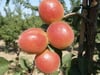 3 YAŞ TÜPLÜ ORANGE RUBY KAYISI FİDANI,BOY 150-170 CM