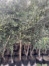 3 Yaş tüplü,meyve veren,çok verimli Koroneiki(Girit) zeytin fidanı boy 130-150 cm 