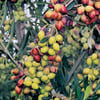3 Yaş tüplü,meyve veren,çok verimli Koroneiki(Girit) zeytin fidanı boy 130-150 cm 