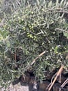 3 Yaş tüplü,meyve veren,çok verimli Koroneiki(Girit) zeytin fidanı boy 130-150 cm 