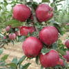 3 YAŞ,TÜPLÜ,AŞILI STARKİNG ELMA FİDANI BOY 140-150 CM 