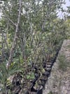 3 YAŞ,TÜPLÜ,AŞILI STARKİNG ELMA FİDANI BOY 140-150 CM 