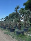 30 YAŞ GEMLİK ZEYTİN AĞACI BOY 250-300CM