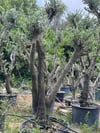 30 YAŞ GEMLİK ZEYTİN AĞACI BOY 250-300CM