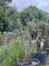 30 YAŞ GEMLİK ZEYTİN AĞACI BOY 250-300CM
