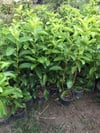 4 ADET Saksıda Kartopu Viburnum Lucidum Fidanı 80-110 Cm  Doğal Çit Duvar