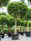 4 YAŞ SAKSIDA İSRAİL(İSKENDERUN) KAUÇUK AĞACI (Ficus nitida)  FİDANI BOY 150-180 CM 