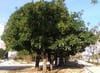4 YAŞ SAKSIDA İSRAİL(İSKENDERUN) KAUÇUK AĞACI (Ficus nitida)  FİDANI BOY 150-180 CM 