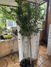 4 YAŞ SAKSIDA İSRAİL(İSKENDERUN) KAUÇUK AĞACI (Ficus nitida)  FİDANI BOY 150-180 CM 